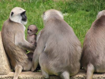 Drei ausgewachsene Affen mit ihrem Jungtier. 