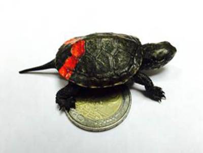 Mini Schildkröte