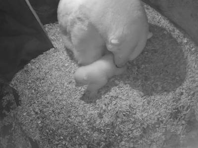 Eisbär-Baby wird von seiner Mama geputzt.
