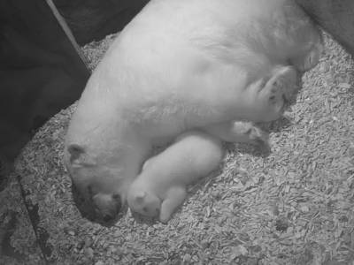 Eisbär-Baby kuschelt sich an seine Mama