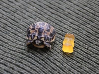 Schildkröte neben Gummibärchen