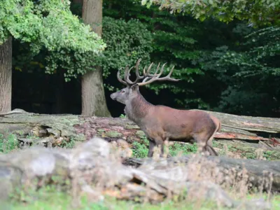 Hirsch mit Geweih