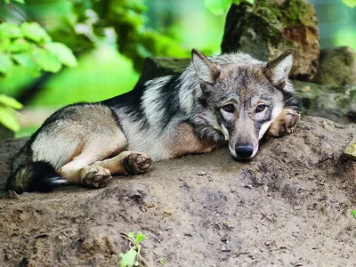 Liegender Wolf