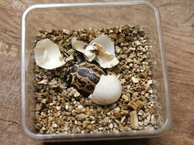 Baby-Schildkröte neben Eierschalen in einem Glasgefäß