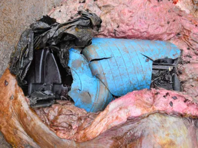 Plastikteile in Pottwalmagen