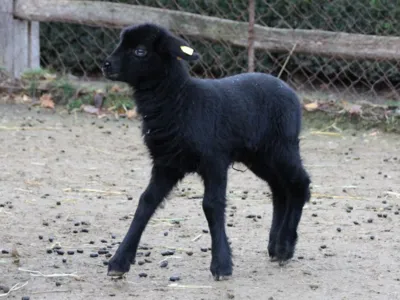 Kleines schwarzes Schaf