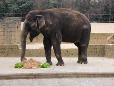Elefant frisst Karotten, Stroh und Salat