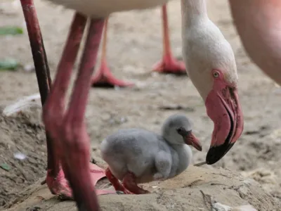 Tierfoto