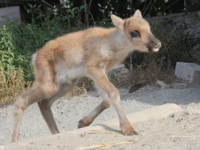 Tierfoto