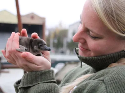 Frau h&auml;lt kleines Pinguink&uuml;ken in der Hand