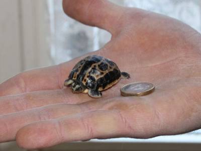 Kleine Schildkröte auf Hand, daneben ein Ein-Euro-Stück