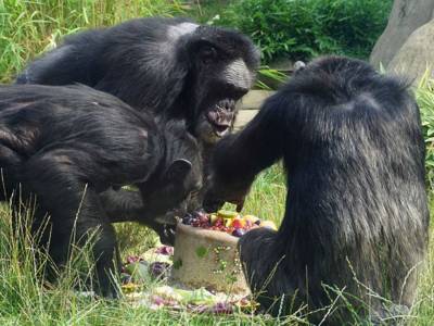 Mehrere Affen teilen sich eine Torte