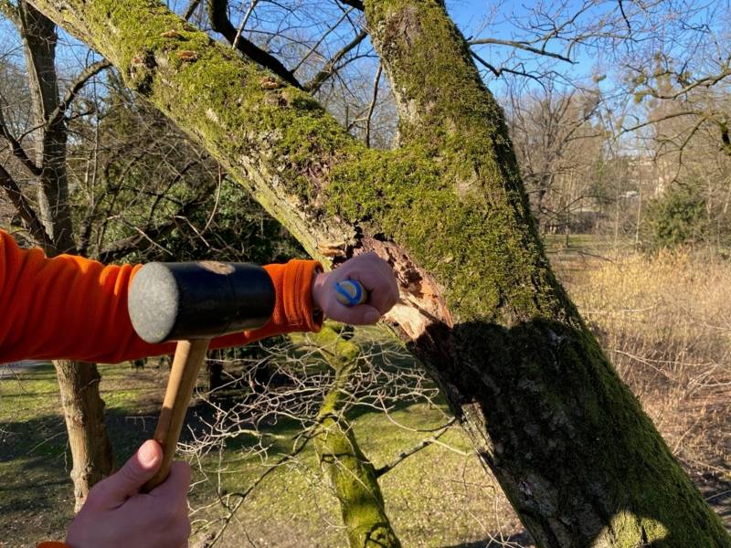 Eine Hand, die Untersuchungswerkzeuge in einen Baum schlägt.