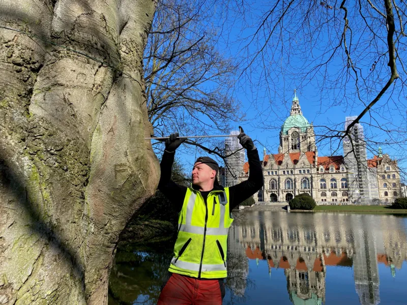 St&auml;dtischer Mitarbeiter, der einen Stab in einen Baum f&uuml;hrt.