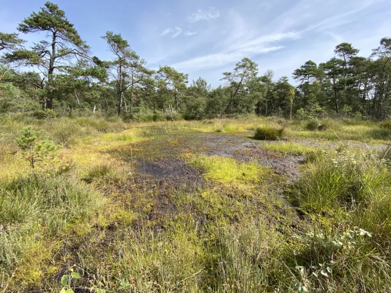 Moorlandschaft