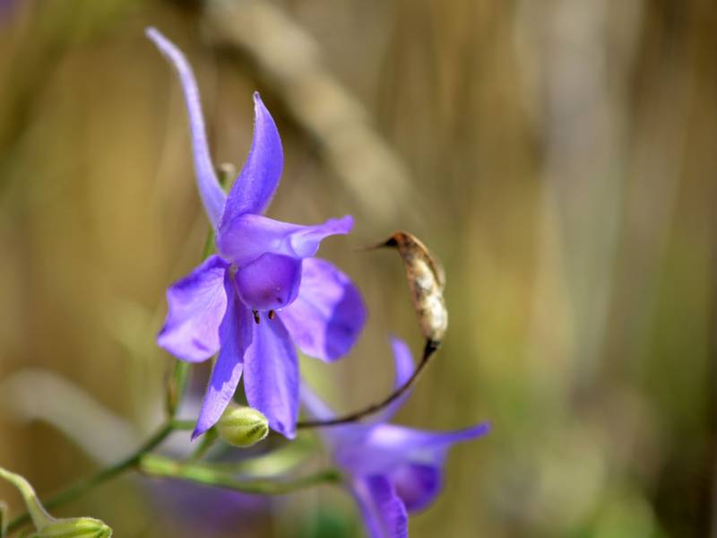 Eine Blume.