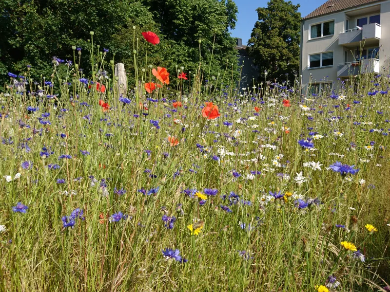 Eine Gr&uuml;nfl&auml;che mit Wildblumen.