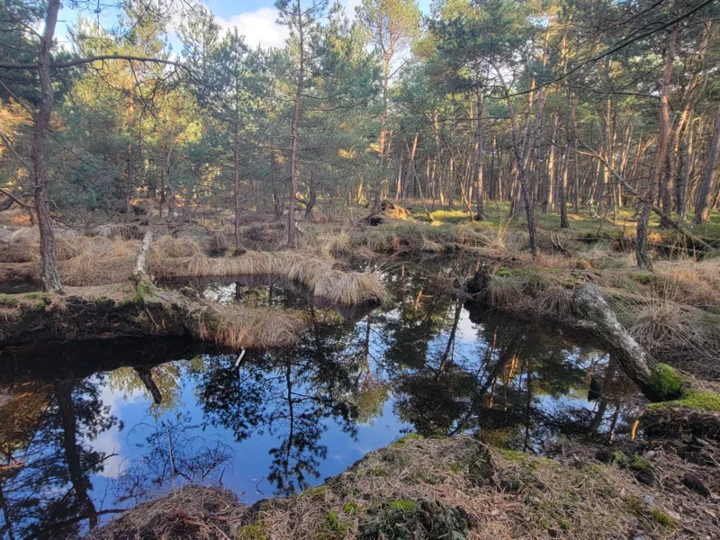 Ehemaliges Moor mit wenigen Nassflächen und Bäumen