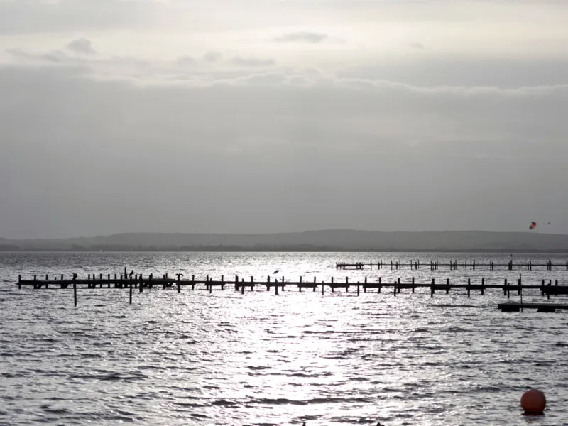 Ein Steg f&uuml;hrt ins Steinhuder Meer, V&ouml;gel sitzen darauf. Im Hintergrund sind Sporttreibende auf dem Wasser.