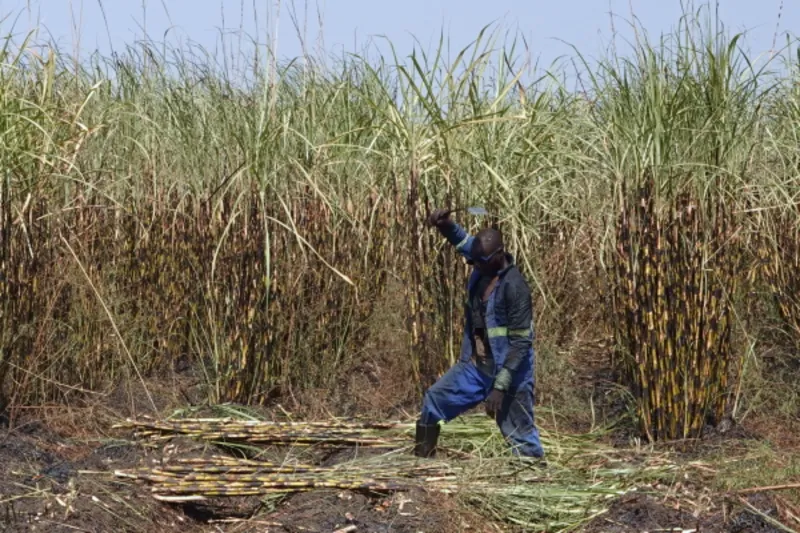 Ein Farmer der Kasinthula Cane Growers bei der Zuckerrohrernte