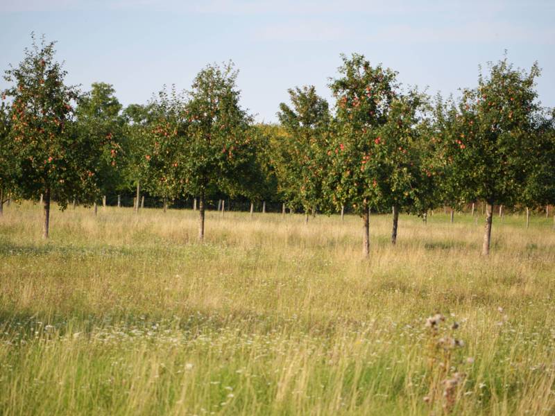 B&auml;ume auf einer Wiese.