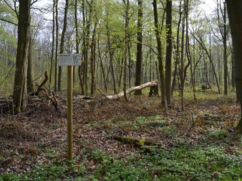 Blick in einen Wald.