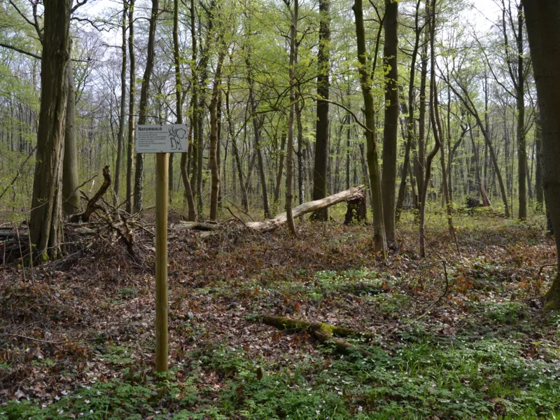 Blick in einen Wald.