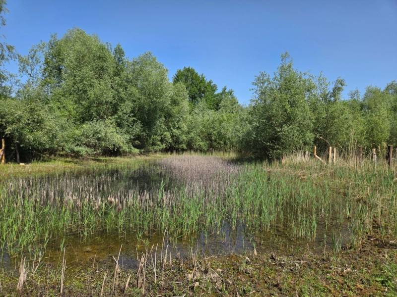 Blick in ein Naturgebiet.