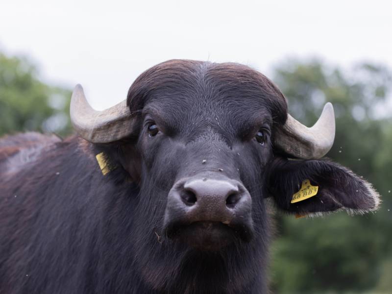 Zwei Wasserb&uuml;ffel auf einer Wiese.