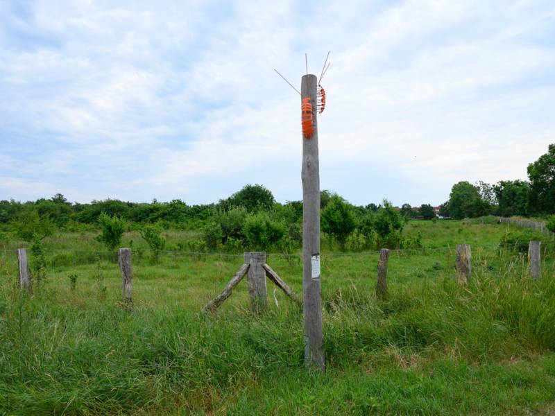 Blick auf eine Insektenstele auf einer Wiese.