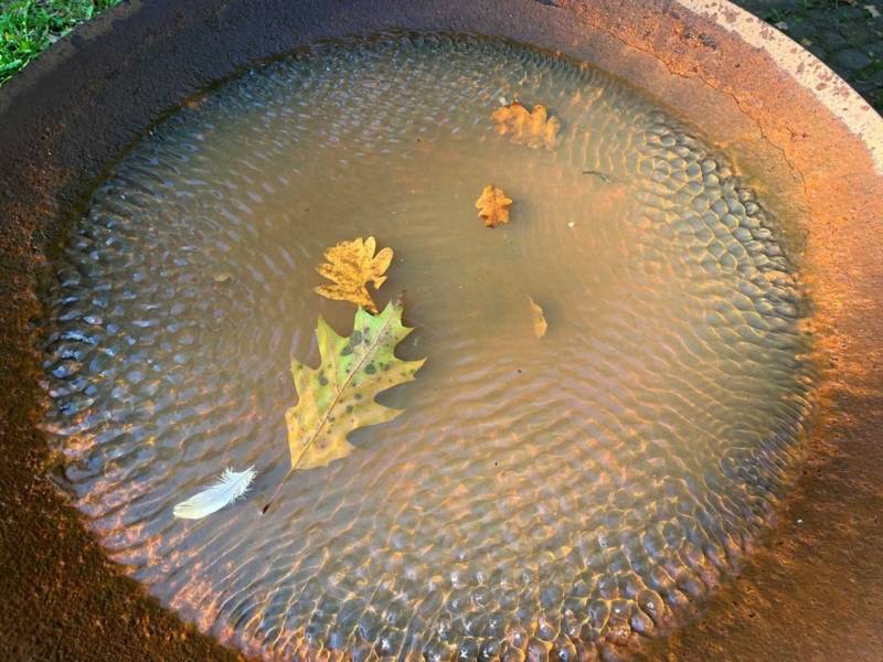 Rostige Schale mit auf Wasser schwimmenden Bl&auml;ttern.