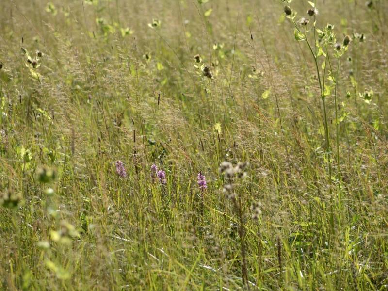 Eine Wiese.