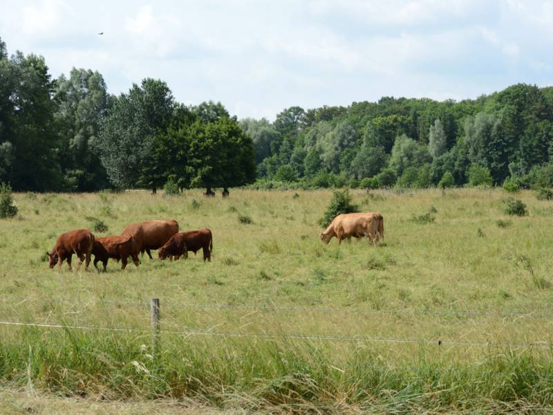 Eine Wiese, auf der Rinder stehen.