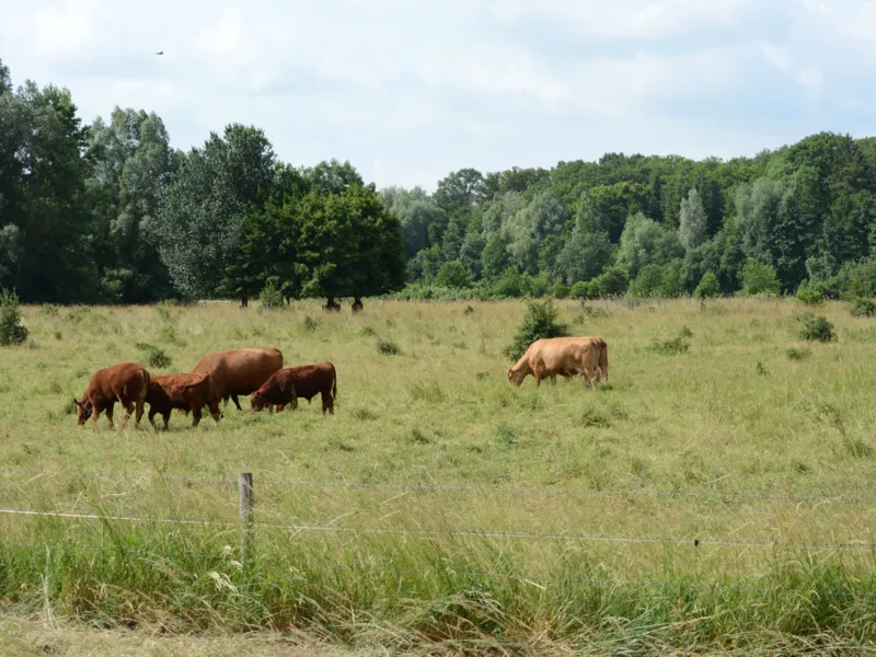 Eine Wiese, auf der Rinder stehen.