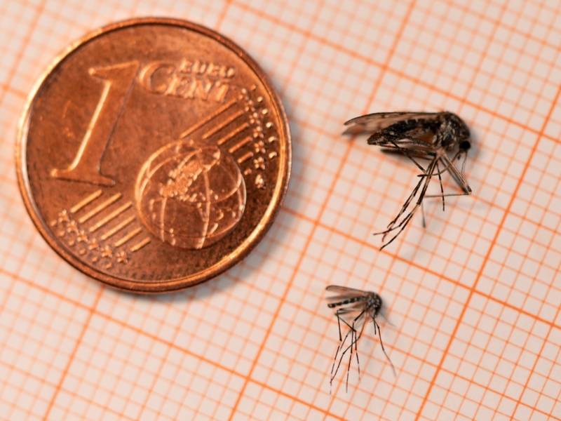 Eine Cent-Münze, eine Ringelmücke und eine Tigermücke liegen nebeneinander auf einem orange karierten Untergrund. Die Ringelmücke ist circa halb so groß wie die Cent-Münze, die Tigermücke ist wiederum nur halb so groß wie die Ringelmücke.
