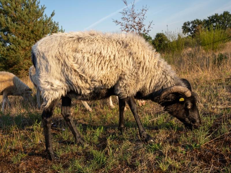 Ein Schaf auf einer Weide.
