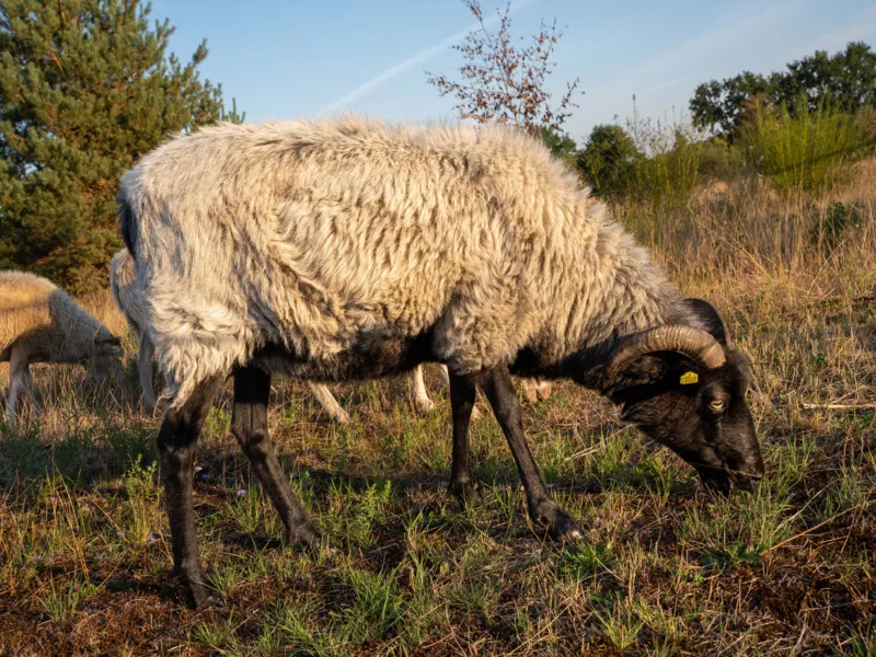 Ein Schaf auf einer Weide.