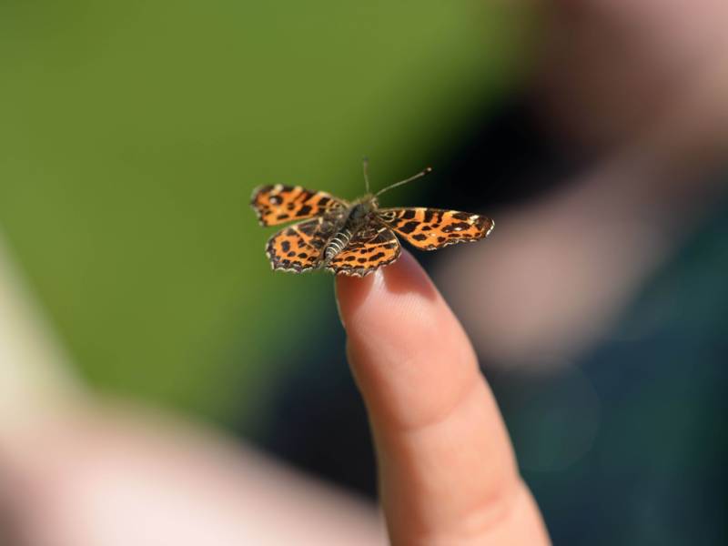 Schmetterling auf einem Finger.