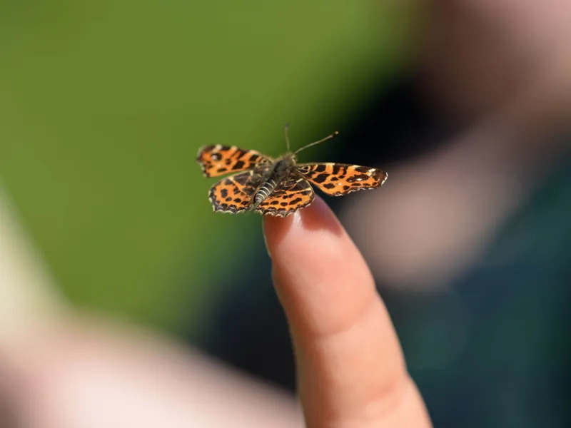 Schmetterling auf einem Finger.