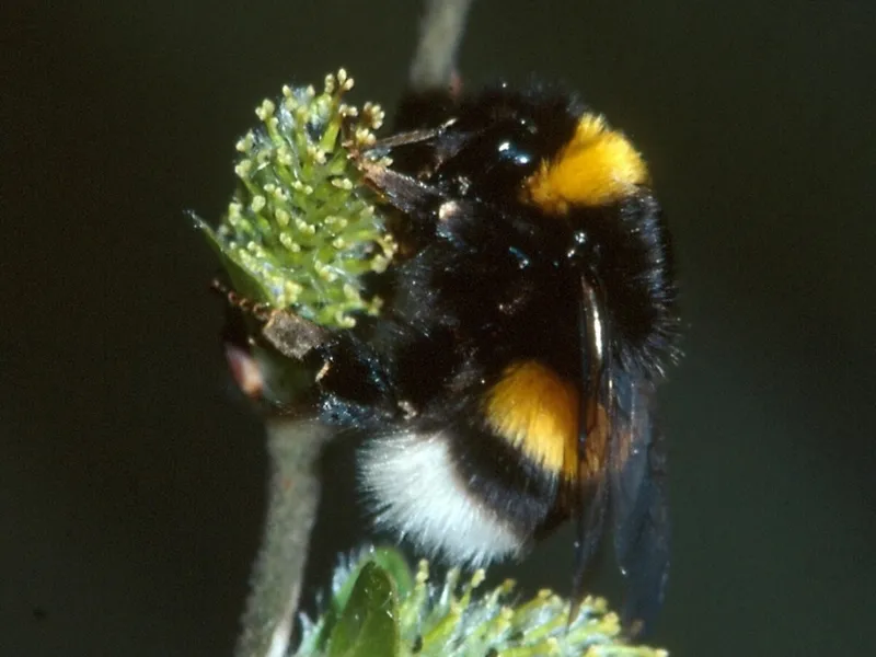 Erdhummel an einem Weidenk&auml;tzchen