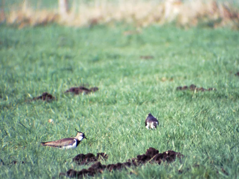 V&ouml;gel auf einer Wiese