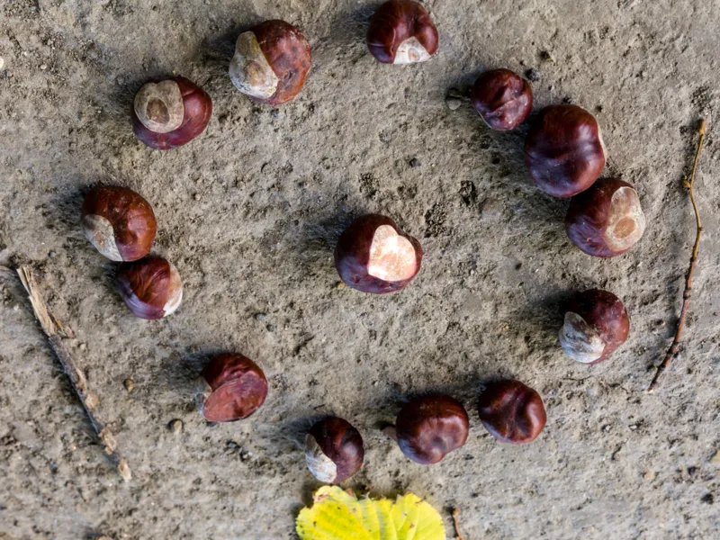 Herbst