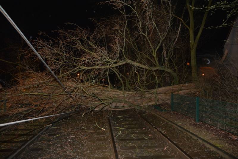 Umgestürzte Pappel auf den Gleisen der Stadtbahnlinie 8 in Mittelfeld