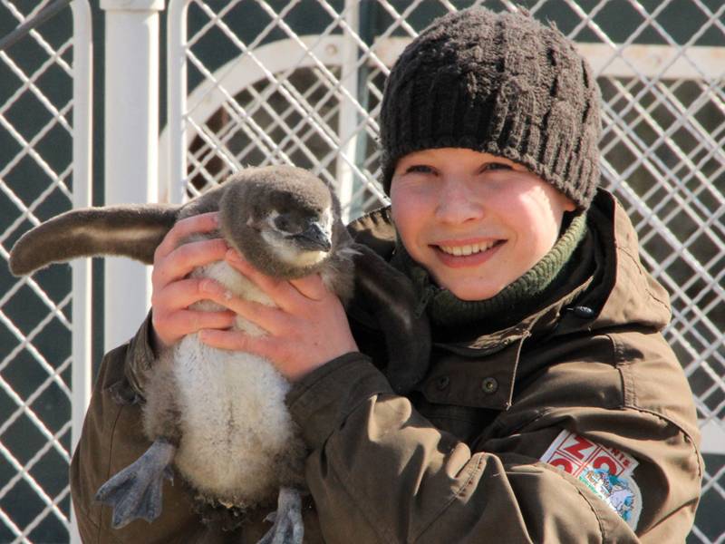 A zookeeper is holding a penguin chick in her hands.
