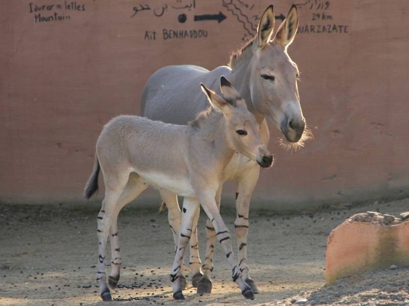 Ein Eselbaby mit seiner Mutter.