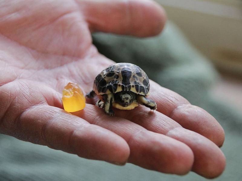 Mini-Schildkröte