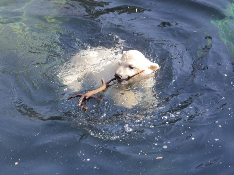 Eisbär-Baby spielt im Wasser mit einem Stock.