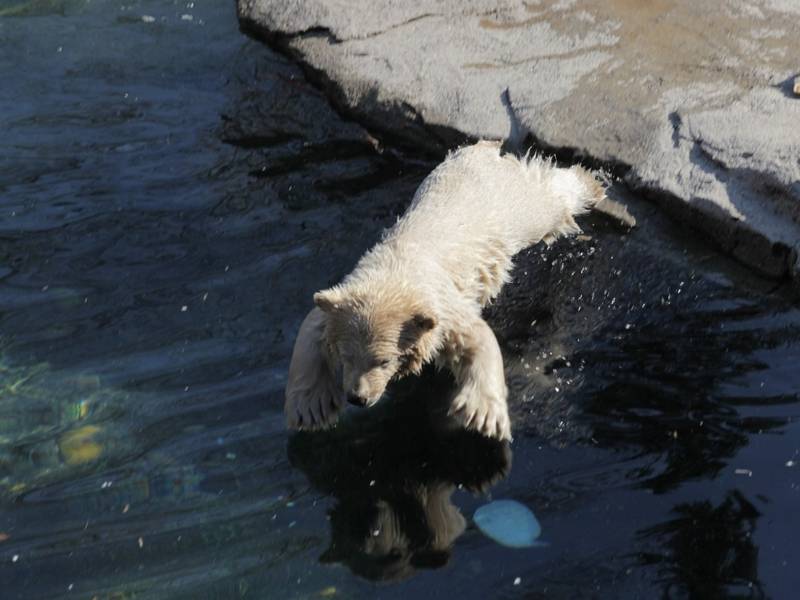 Eisbär-Baby springt ins Wasser.
