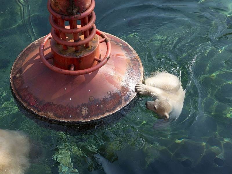 Eisbär-Baby im Wasser