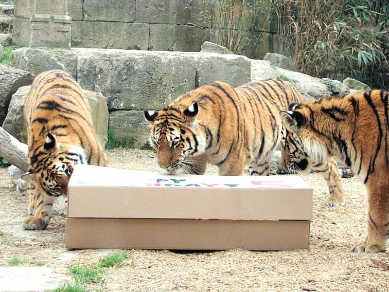 Drei Tiger untersuchen eine Box